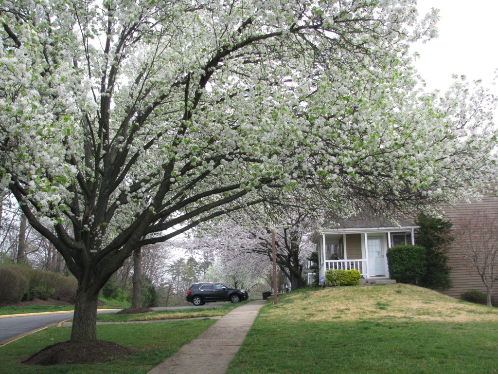 Blossoming Tree with house